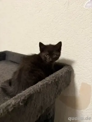 Zwei süße Katzenbabys mit Mama   bald abzugeben   