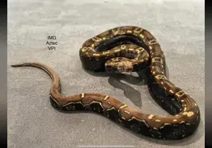  1,0 VPI IMG Aztec Boa constrictor 