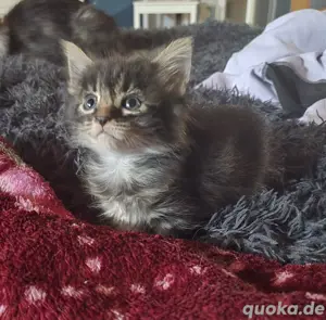 Mainecoon Mix