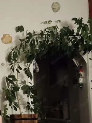 Du W magst bei mir wohnen? Bild 3