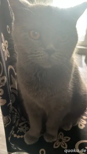 bkh kitten 