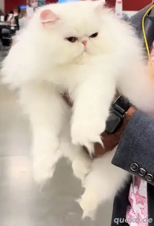 Himalaya-Kater 