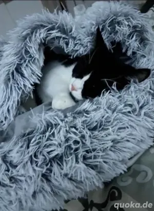 Hauskatze.... Bild 4