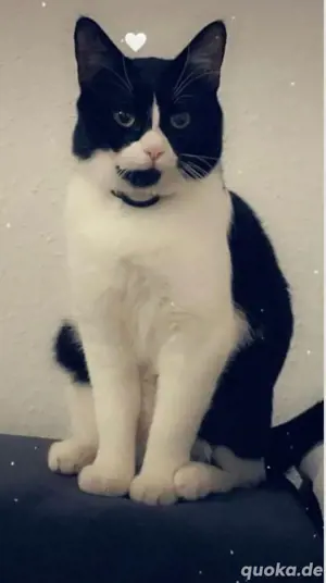 Hauskatze.... Bild 5