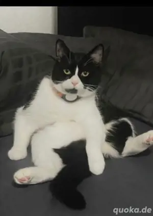 Hauskatze....