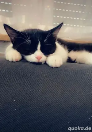 Hauskatze.... Bild 3