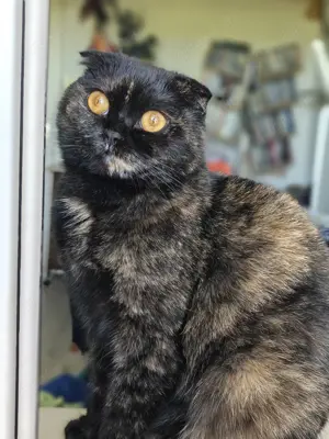 3 jährige traumkatze sucht ruhiges Zuhause 