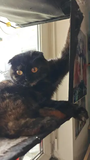 3 jährige traumkatze sucht ruhiges Zuhause  Bild 2