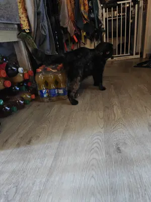 3 jährige traumkatze sucht ruhiges Zuhause  Bild 3