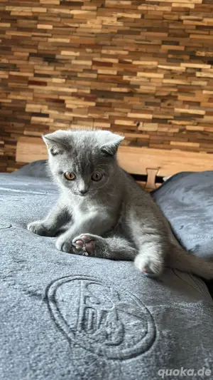 BKH Kitten 12 Wochen Männlich Bild 2