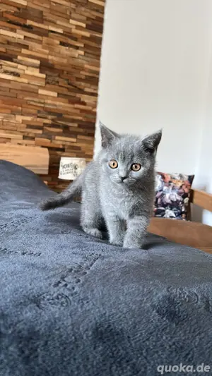 BKH Kitten 12 Wochen Männlich