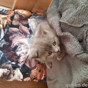 BKH Kitten 12 Wochen Männlich Bild 5