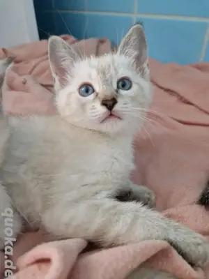Edel Siam Bkh Kitten Katzenbabys