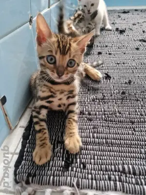 Bengal Kitten Katzenbabys Kitten Stammbaum