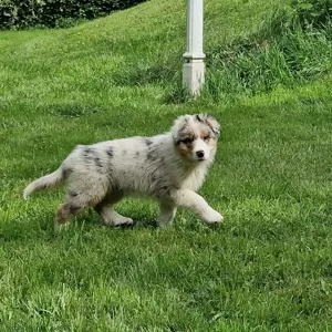 Australian Shepherd Welpen