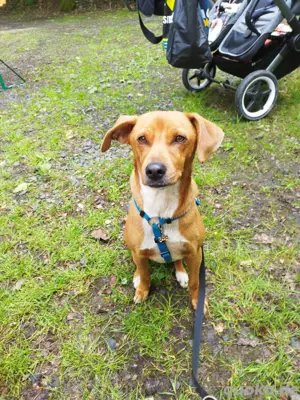 Traumhund sucht zu Hause 