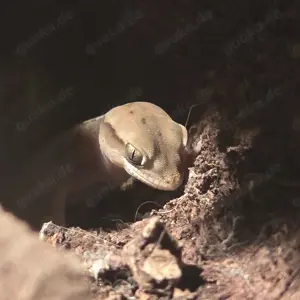  Diplodactylus granariensis rex   Zwerggecko-Männchen abzugeben  (auch mit Terrarium)