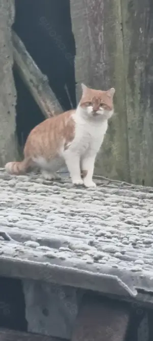 4 Katzenbabys  Siam Mischlinge Bild 6