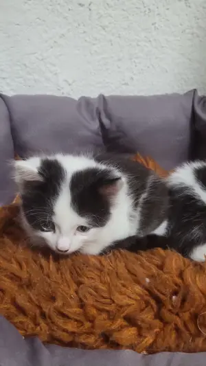 4 Katzenbabys  Siam Mischlinge Bild 3