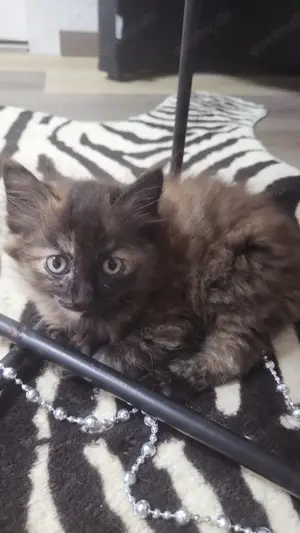 4 Katzenbabys  Siam Mischlinge