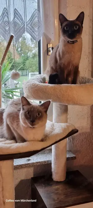 4 Katzenbabys  Siam Mischlinge Bild 5