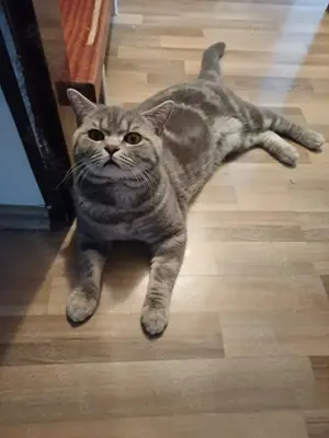 Britisch Kurzhaar Kater grb 27.04.25