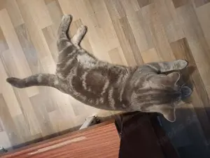 Britisch Kurzhaar Kater grb 27.04.25 Bild 2