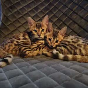 Bengal kitten mit Stammbaum -noch 2 frei