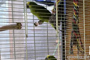 papagei, AmazonPapagei, Blaustirnamazone 