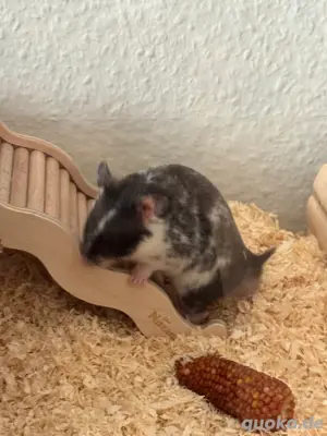 Goldhamster mit terrarium 