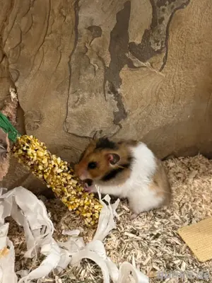 Hamsterdame