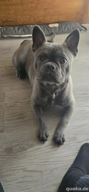 Französische Bulldogge 10 Monate jung Weibchen