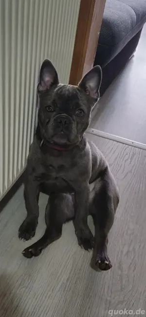Französische Bulldogge 10 Monate jung Weibchen Bild 3