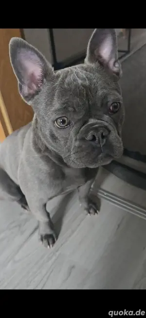 Französische Bulldogge 10 Monate jung Weibchen Bild 2