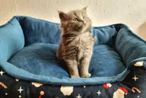 5 farbenfrohe, reinrassige Main Coon kitten zum verlieben