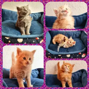 5 farbenfrohe, reinrassige Main Coon kitten zum verlieben
