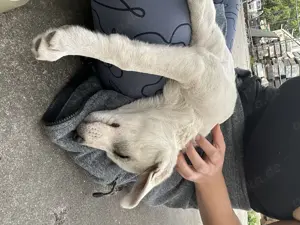 Hundewelpen aus dem Tierschutz Bild 2
