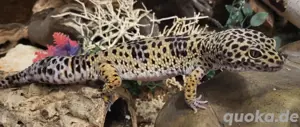 Leopardgecko mit Terrarium