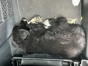 Hundewelpen aus dem Tierschutz Bild 4