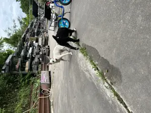 Hundewelpen aus dem Tierschutz Bild 5
