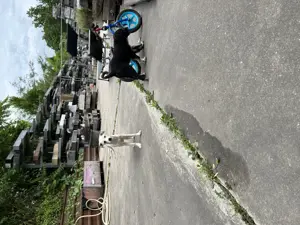Hundewelpen aus dem Tierschutz Bild 6