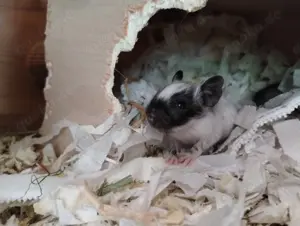 Kunterbunte Degu Babys,w m:schwarz-Schecken,agouti suchen ihren Lieblingsmenschen!