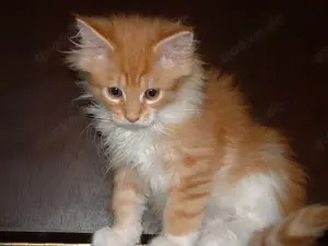 Maine-Coon-Kätzchen haben alle Papiere und sind zahm.
