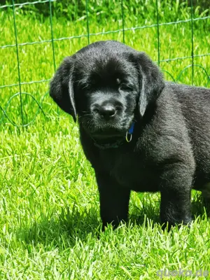 Edle Labrador welpen mit Ahnentafel, Nachkommen von Champions