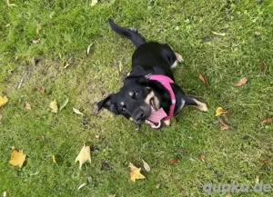 Dringend hunde dame sucht zuhause 