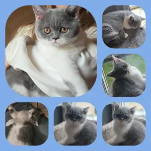 verschmuste Britisch Kurzhaar Katze 