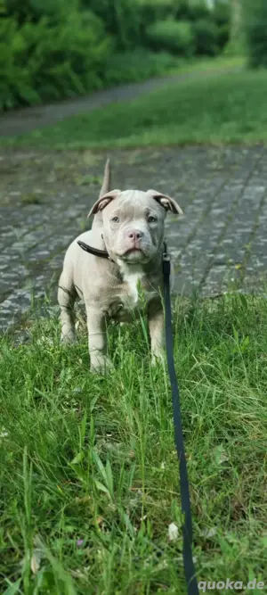 Pocket Bully Welpe Weibchen