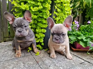Französische bulldogge Mädchen geimpft gechipt mit Gesundheitzeugnis und blauen Ausweis 