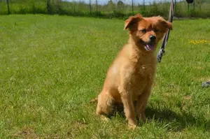 RISCHO, Spitz Sheltie Mischling (kastriert) SGB 175,00   