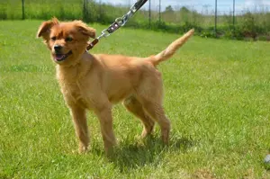 RISCHO, Spitz Sheltie Mischling (kastriert) SGB 175,00    Bild 2